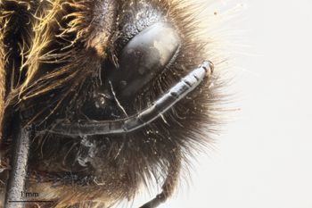 Media type: image;   Entomology 813739 Description: Specimen documentation photo of head lateral viewfrom specimen MCZ:Ent:813739, captured on2025-02-06;  Aspect: head lateral view